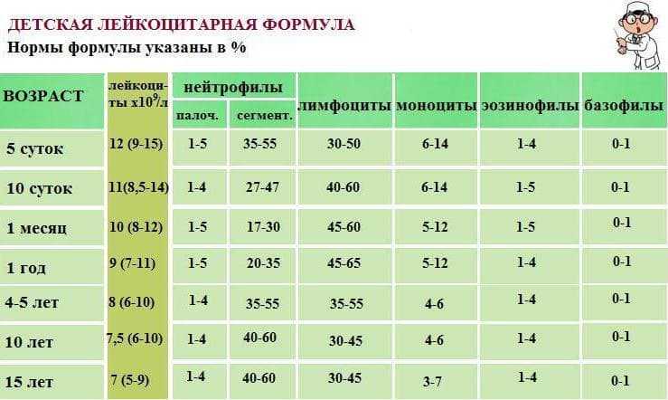 Лейкоциты в крови