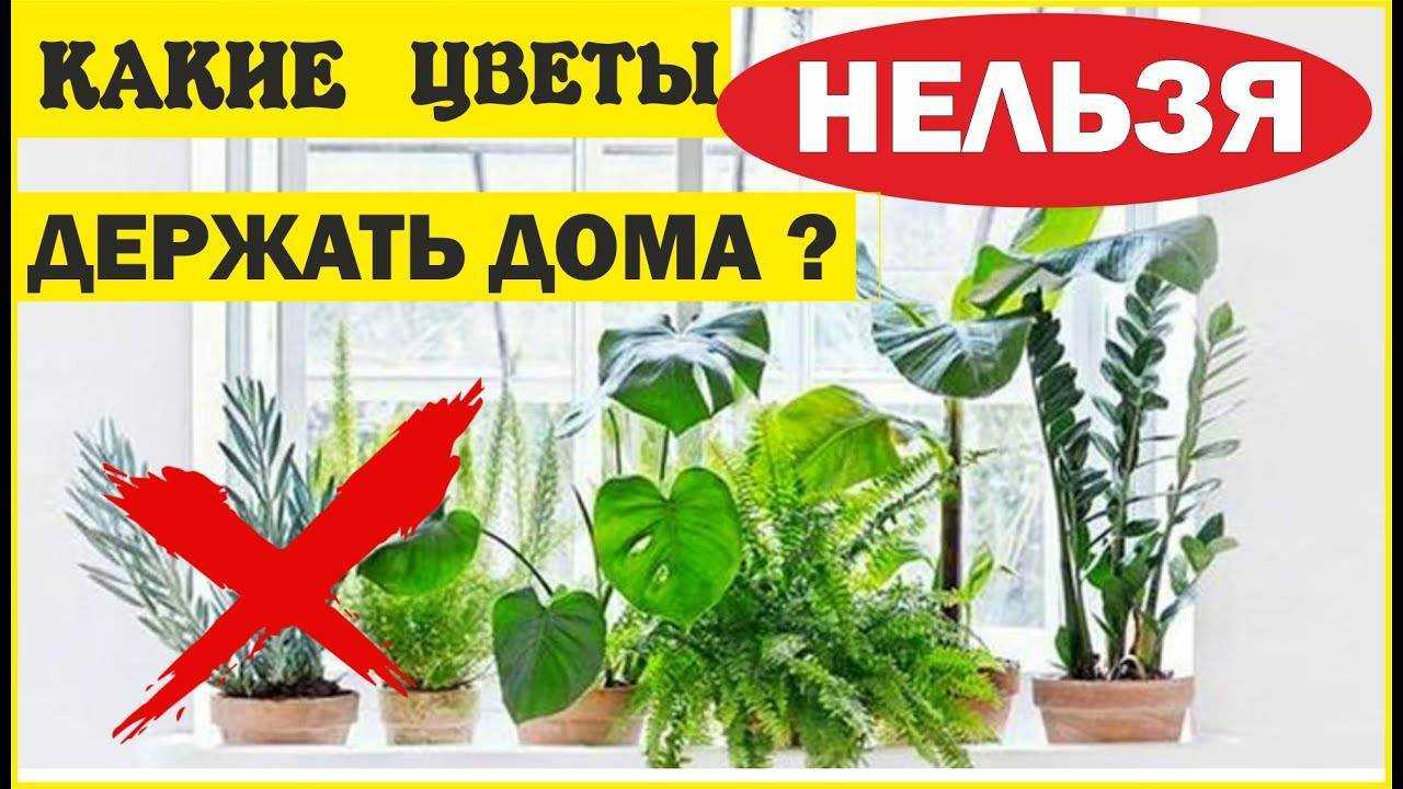 Самые ядовитые комнатные растения. названия, описания, фото — ботаничка