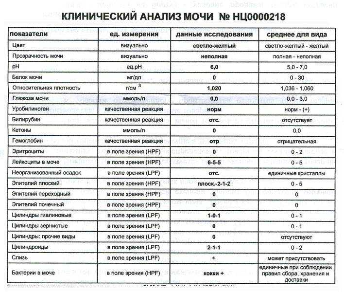 Выделения из мочеиспускательного канала: виды и причины появления | food and health