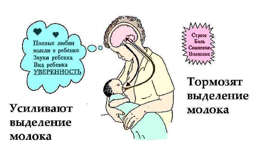 Грудное вскармливание: польза для новорожденного, правила и ограничения лактации
