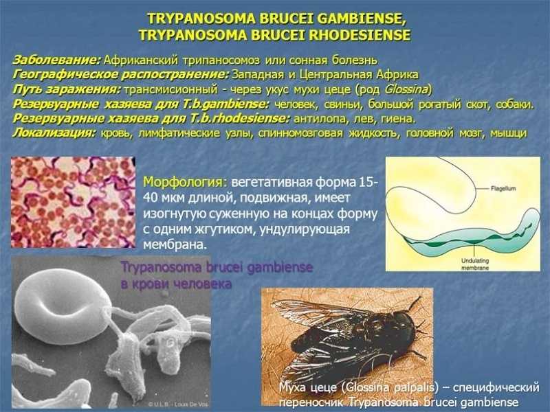 Трипаносомы
