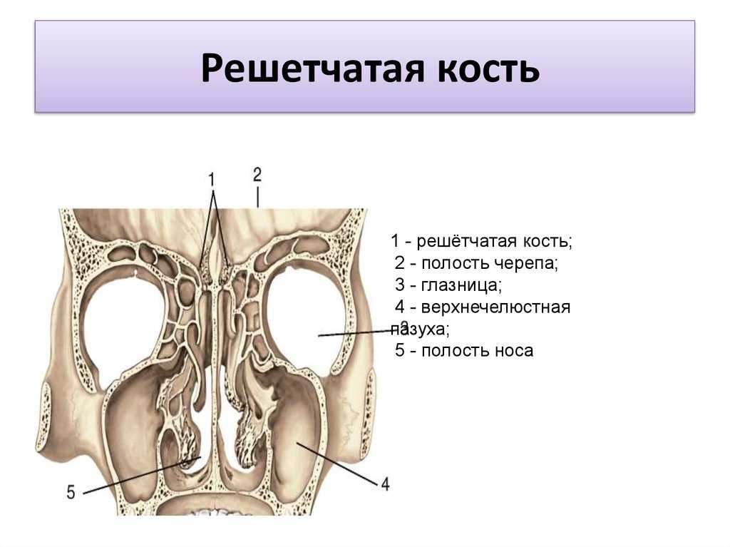 Лабиринт решетчатой кости. Решетчатая кость анатомия человека строение. Решетчатая кость горизонтальная пластинка. Решётчатая кость черепа строение. Решетчатая кость решетчатая пластинка.