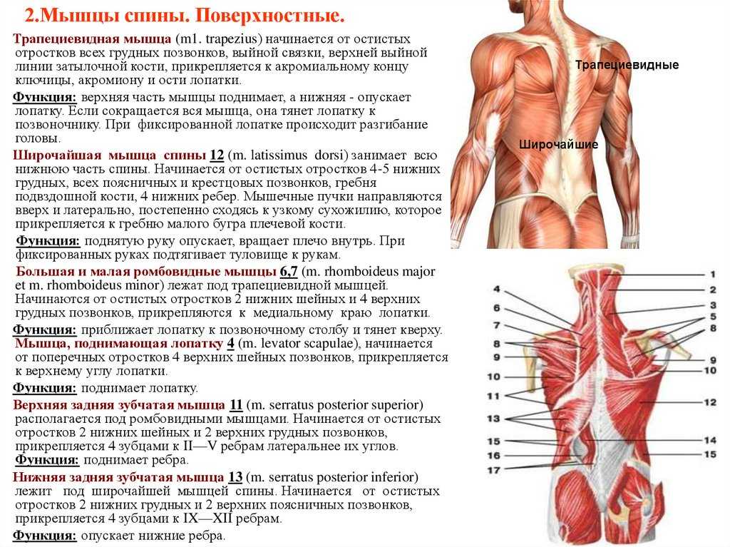 Мышца трапецевидная: функции, где находится, анатомия, лечение, массаж и причины напряжения