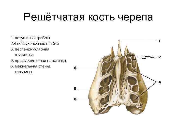 Анатомия решетчатой кости человека – информация: