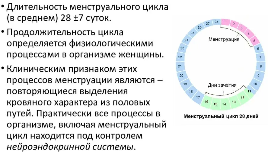 Какой цикл месячных считается нормальным: причины отклонений