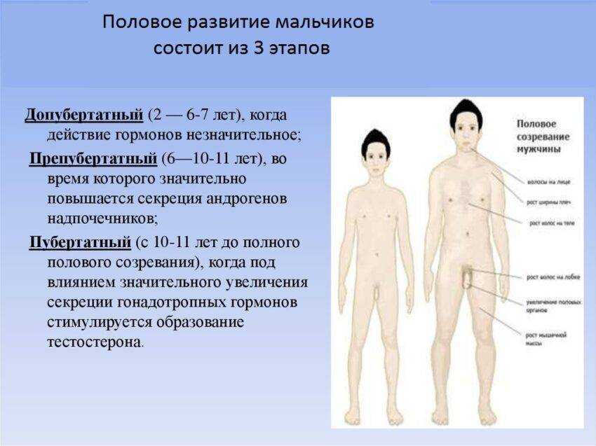 Половое и психосексуальное развитие детей