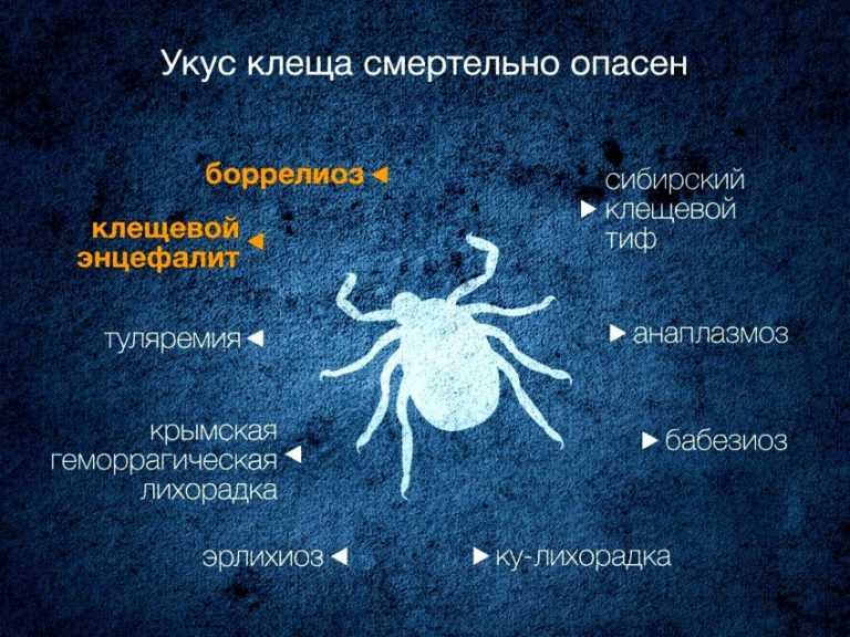 Энцефалит возбудитель. Клещевой энцефалит лихорадка. Клещевой энцефалит вызывается вирусом.