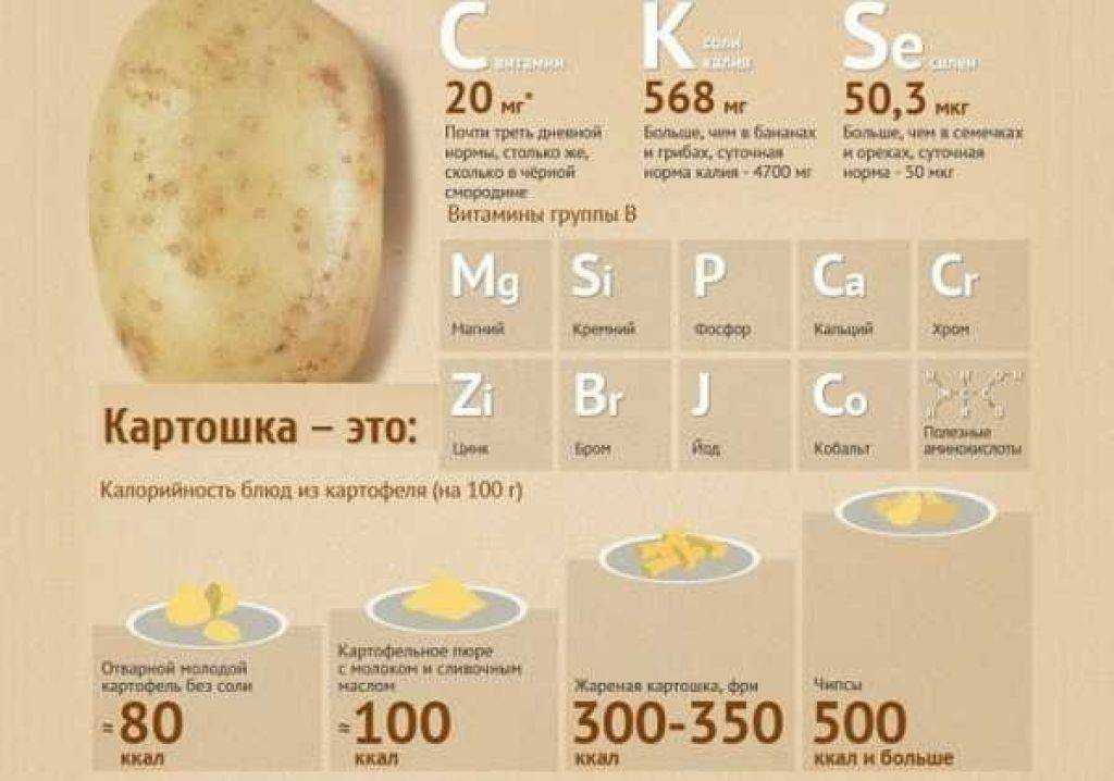 Калорийность картофеля сырого, вареного, жареного, тушеного, фри - zenamoda.ru