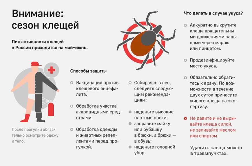 Врач-инфекционист наталья прохорова рассказала как действовать при укусе клеща