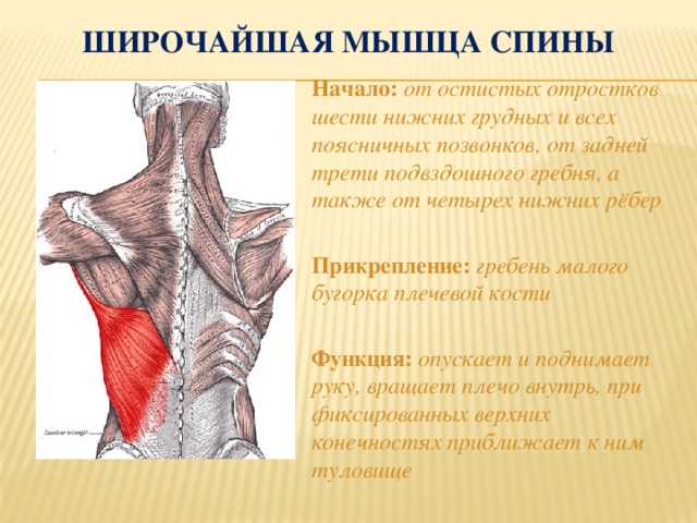 Трапециевидная мышца: где находится, функции, анатомия, фото