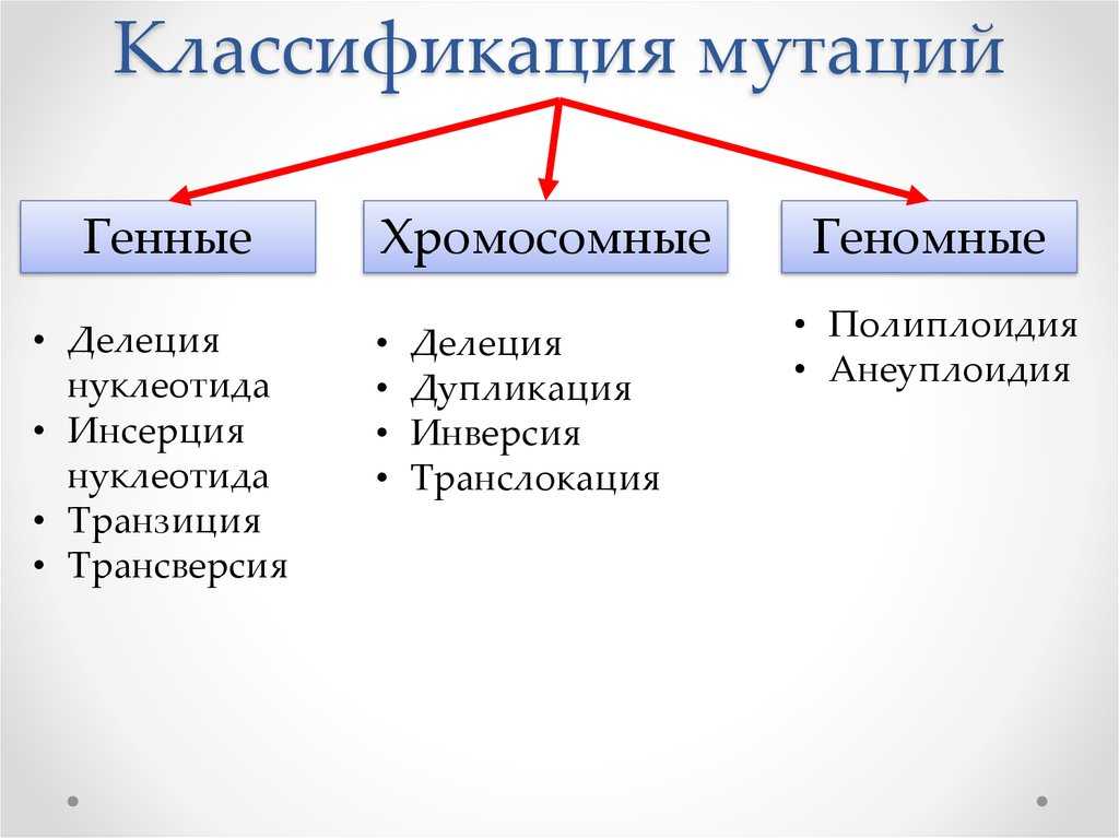 Геномные и хромосомные мутации презентация 10 класс профиль