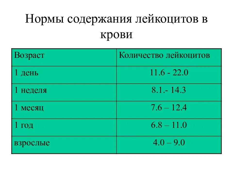 Лейкоциты в крови: виды, функции, нормы по популяциям, анализ и расшифровка, повышение и понижение