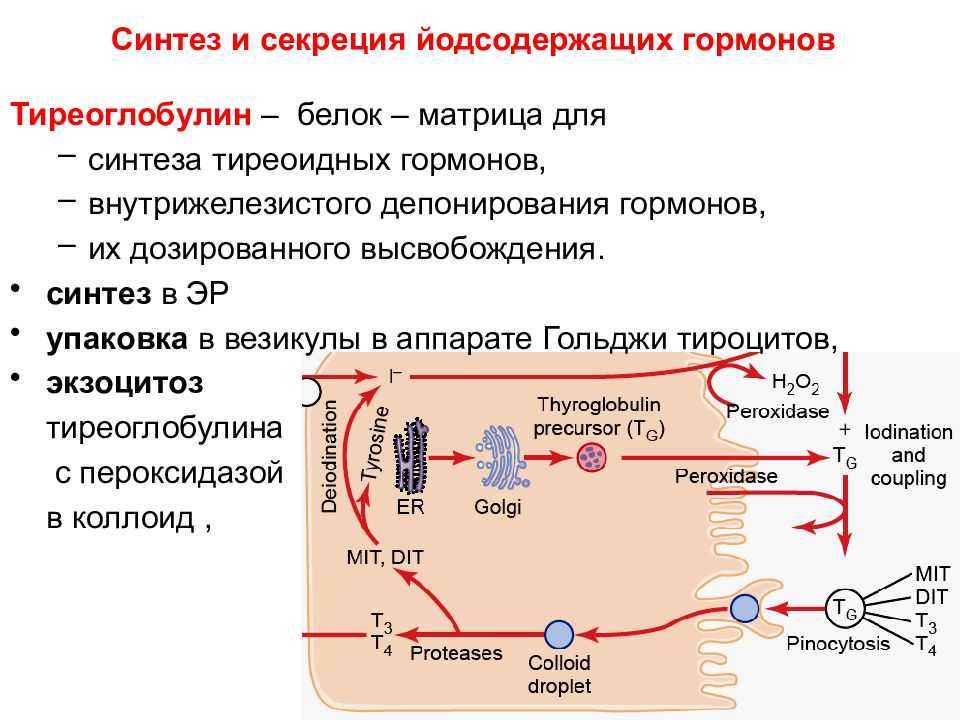 Зачем проверяют гормоны щитовидки?