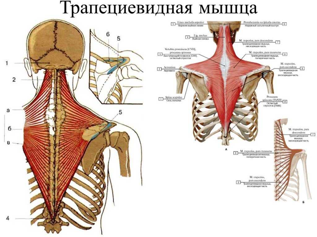 Трапециевидная мышца спины. функции, фото, где находится, что делать если болит, спазм, упражнение, расслабление