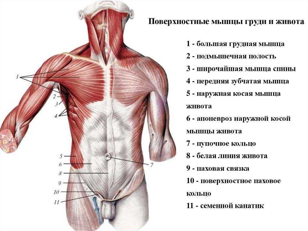 Мышцы груди анатомия картинки