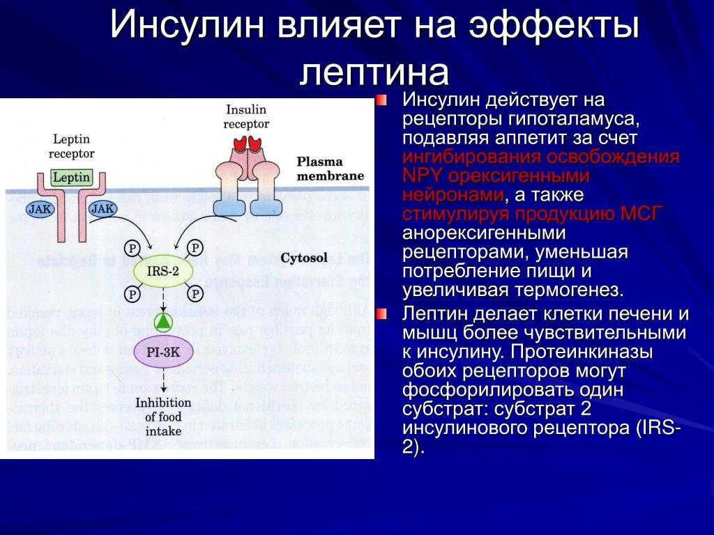 Лептин и его роль в организме | терещенко | проблемы эндокринологии