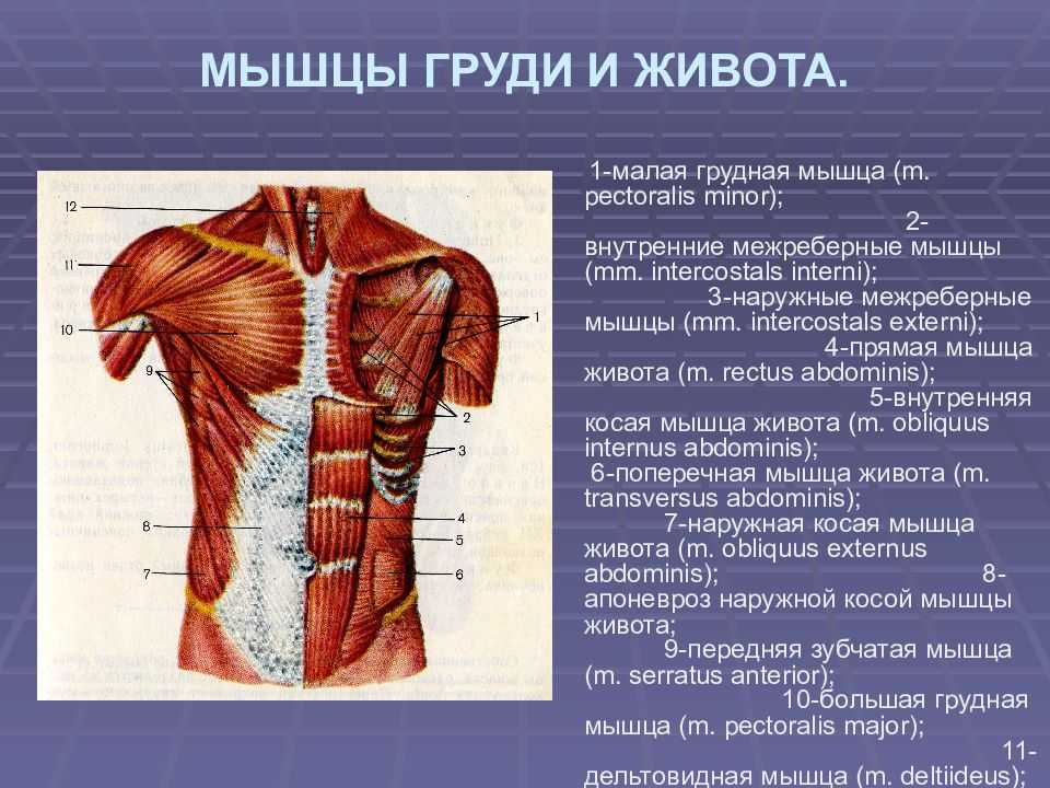 Мышцы груди анатомия картинки