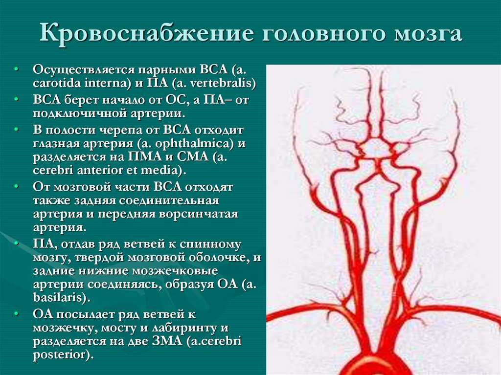 Плечевая артерия человека | анатомия плечевой артерии, строение, функции, картинки на eurolab