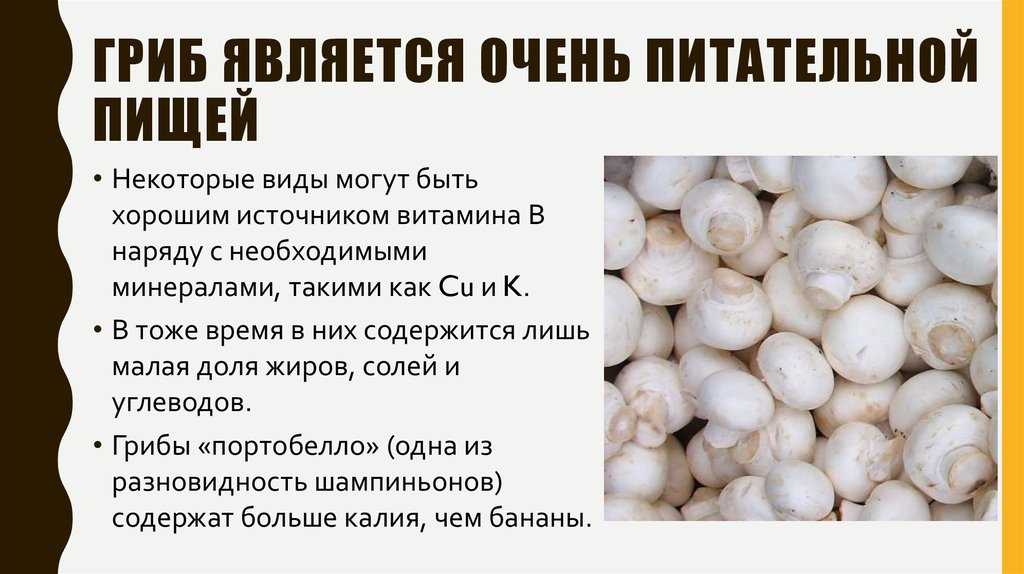 Вред и польза шампиньонов для организма | травник