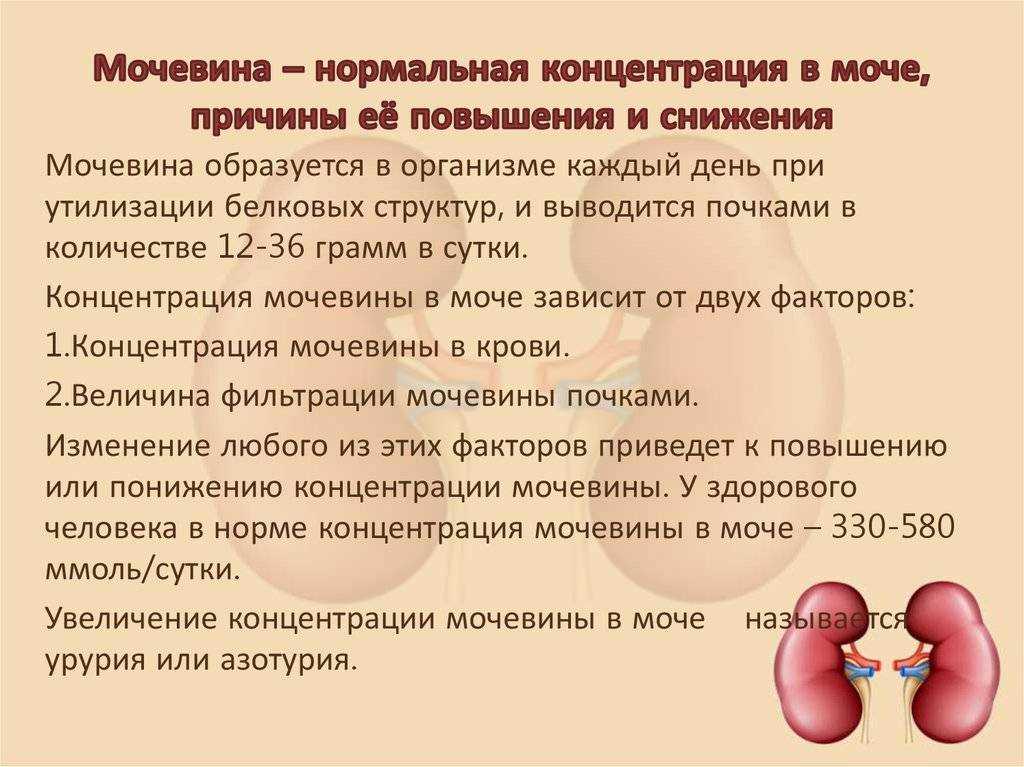 Кровь в моче (гематурия) у женщины, у мужчины.