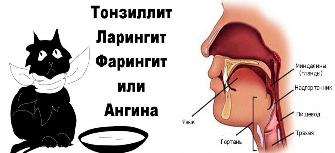 Глотка: функции, строение, особенности, где находится, роль