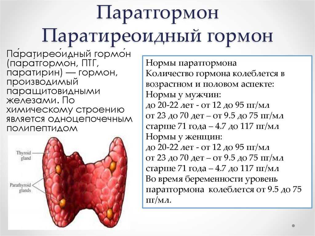 Избыток и недостаток паратгормона | университетская клиника
