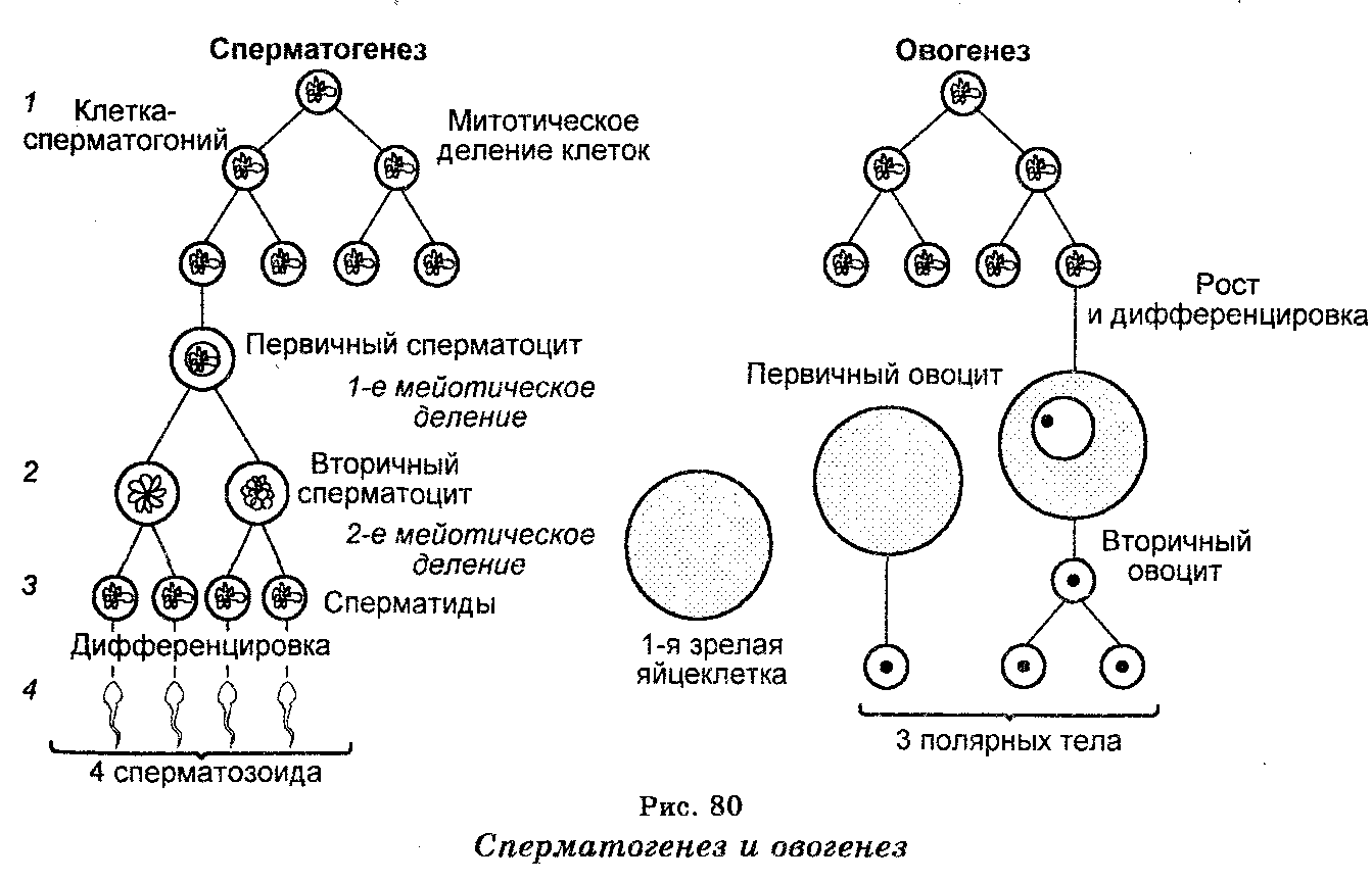 Сперматогенез и овогенез схема