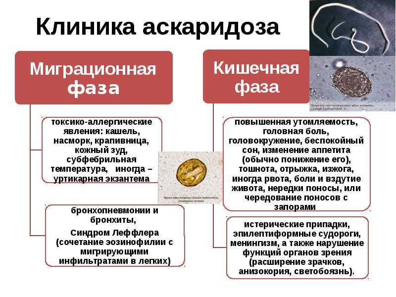 Большие глисты: лечение, симптомы, профилактика, сдать анализы | гуз "больница № 18"