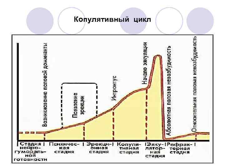 Все о u точкe женщин — как найти и правильно стимулировать