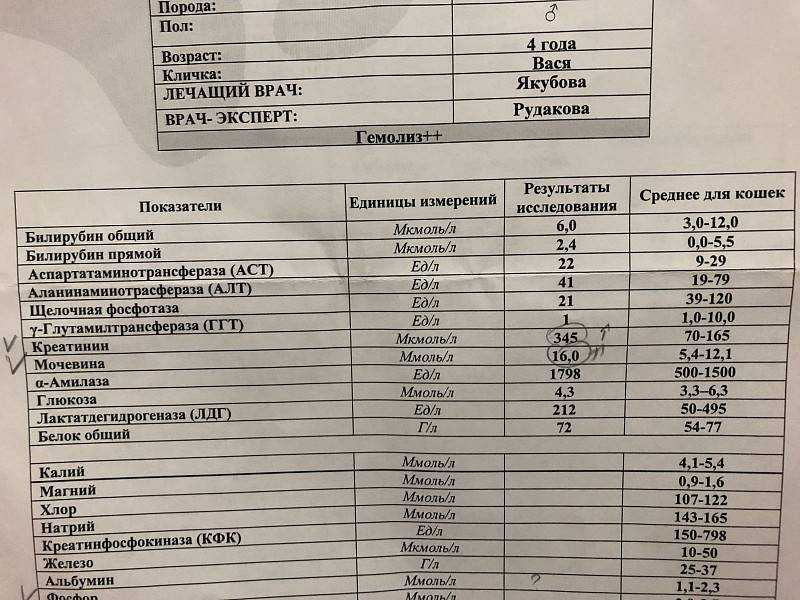 Амилаза панкреатическая: исследования в лаборатории kdlmed