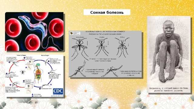 Trypanosoma cruzi: переносчик, инвазионная стадия, распространение