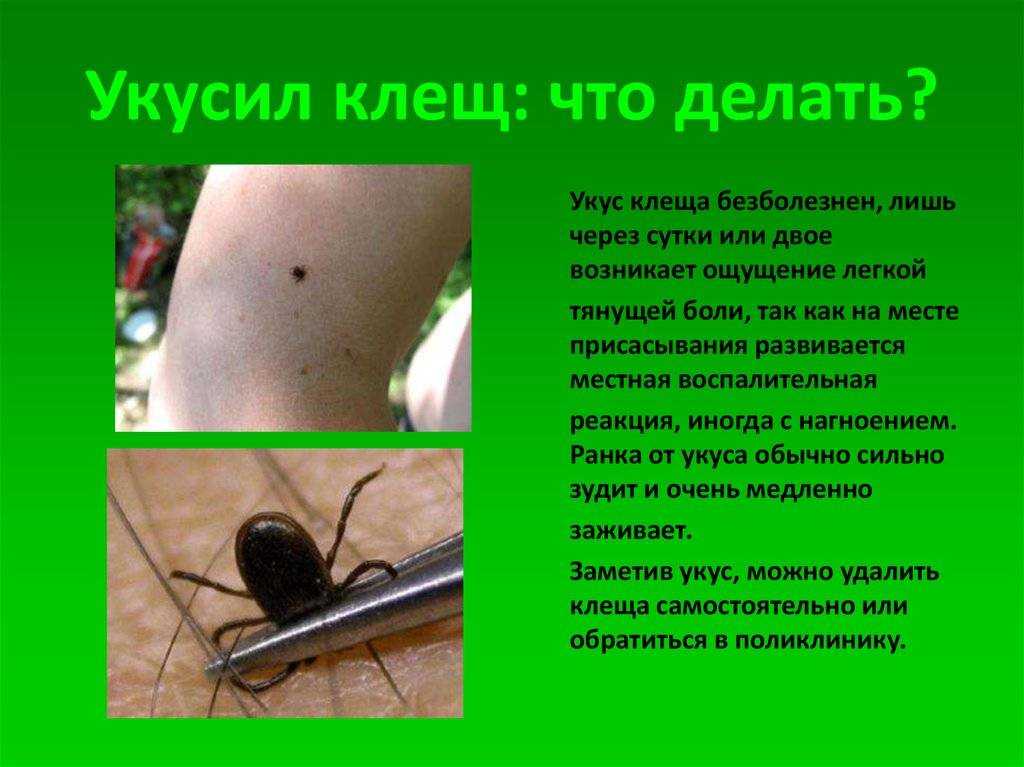 Клещевой энцефалит - симптомы, последствия, как не заразиться. что делать, если укусил клещ?