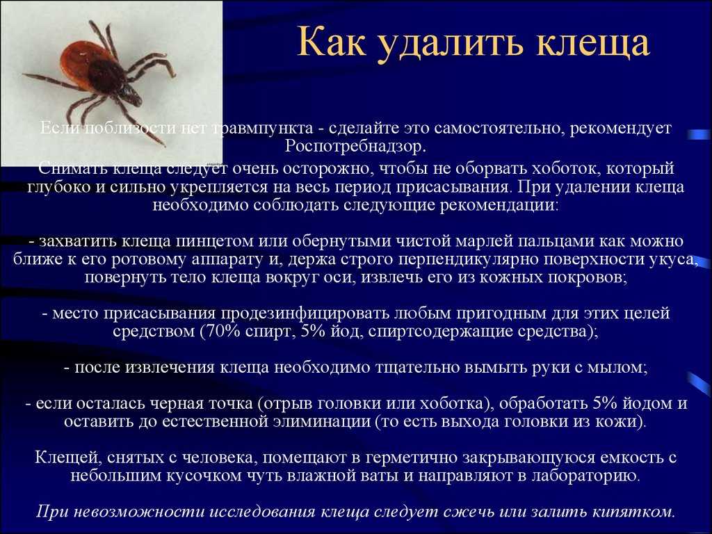 ❶ 10 лучших способов как вытащить клеща из тела человека в домашних условиях