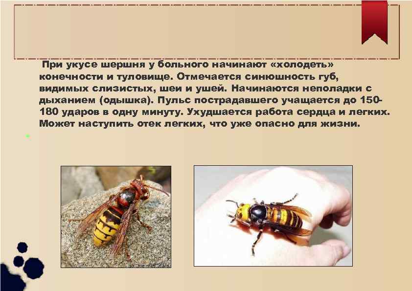 Польза и вред укусов пчел