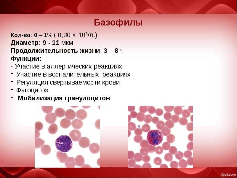 Базофилы повышены у взрослого мужчины. Число клеток в 1 мм3 крови базофилы. Базофилы 0,10. 0.8 Базофилы в крови.