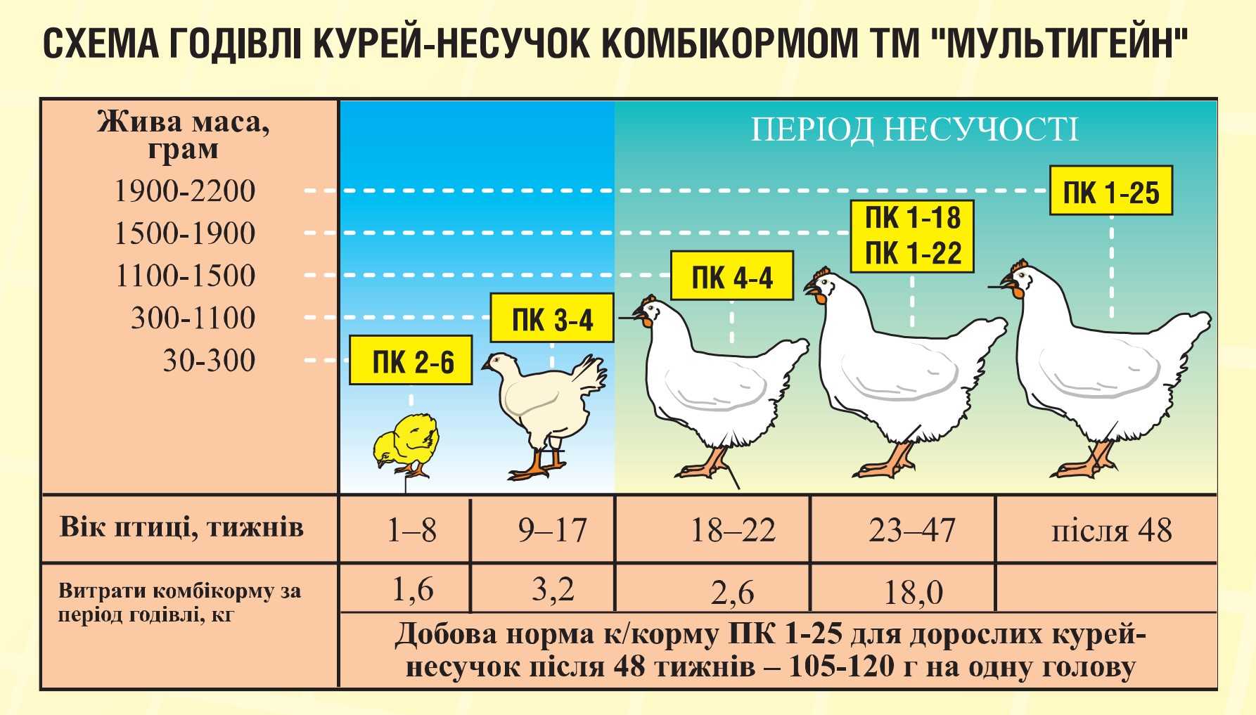 Сколько варить курицу для супа, чтобы получить наваристый бульон?