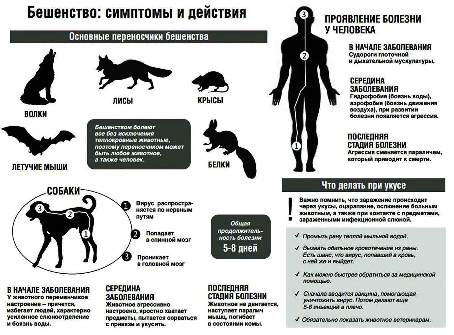 Укус кошки