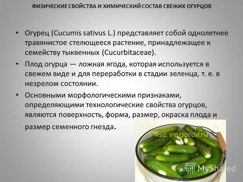Калорийность огурцов: свежих, соленых, маринованных, салата с помидорами и других блюд