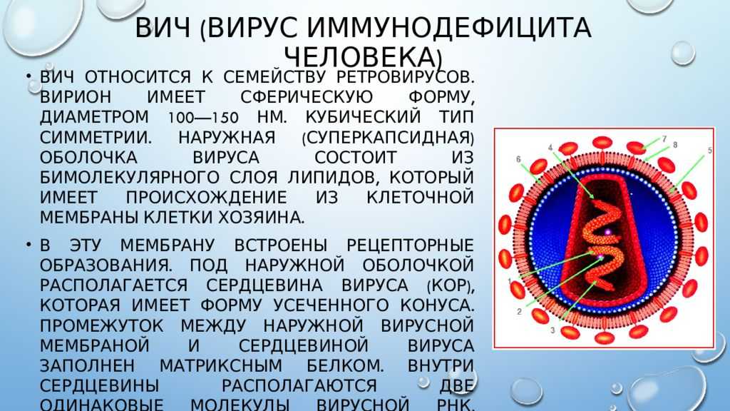 Ответы на главные вопросы о вич и спиде — иркутский областной центр спид