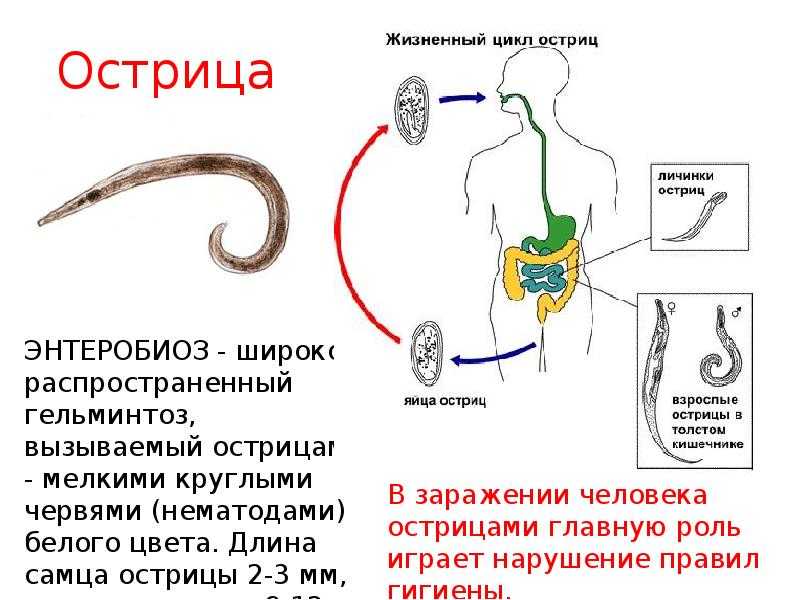 Как вывести глисты — блог медицинского центра он клиник