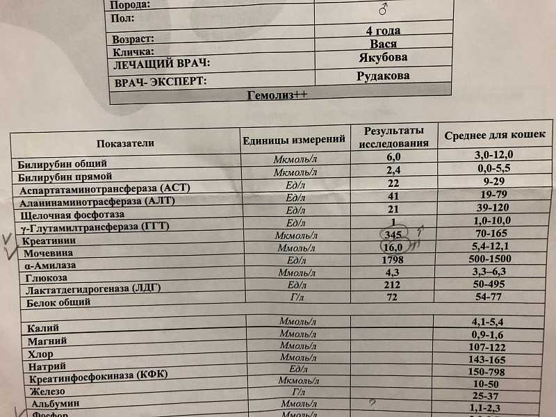 Что такое амилаза мочи, ее норма и отклонения