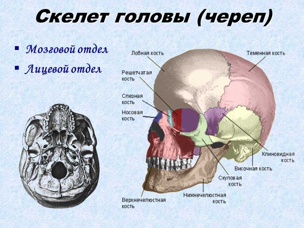 Мозговой отдел скелета головы. Скелет головы мозговой отдел кости. Кости черепа строение анатомия. Осевой скелет череп мозговой отдел лицевой отдел. Скелет головы череп строение.