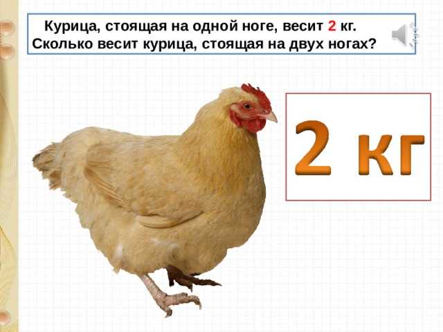 Сколько курица задачи. Сколько весит куритсаа. Вес курицы. Сколько весит курица.
