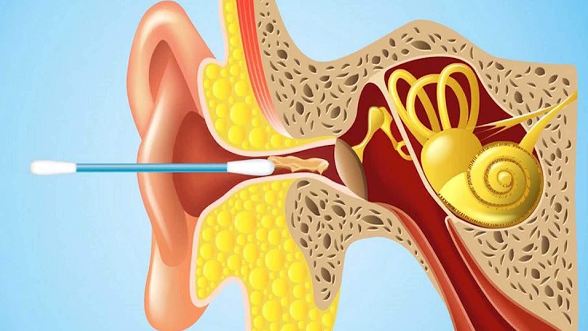 Оториноларинголог: специализация, лечение, прием | food and health