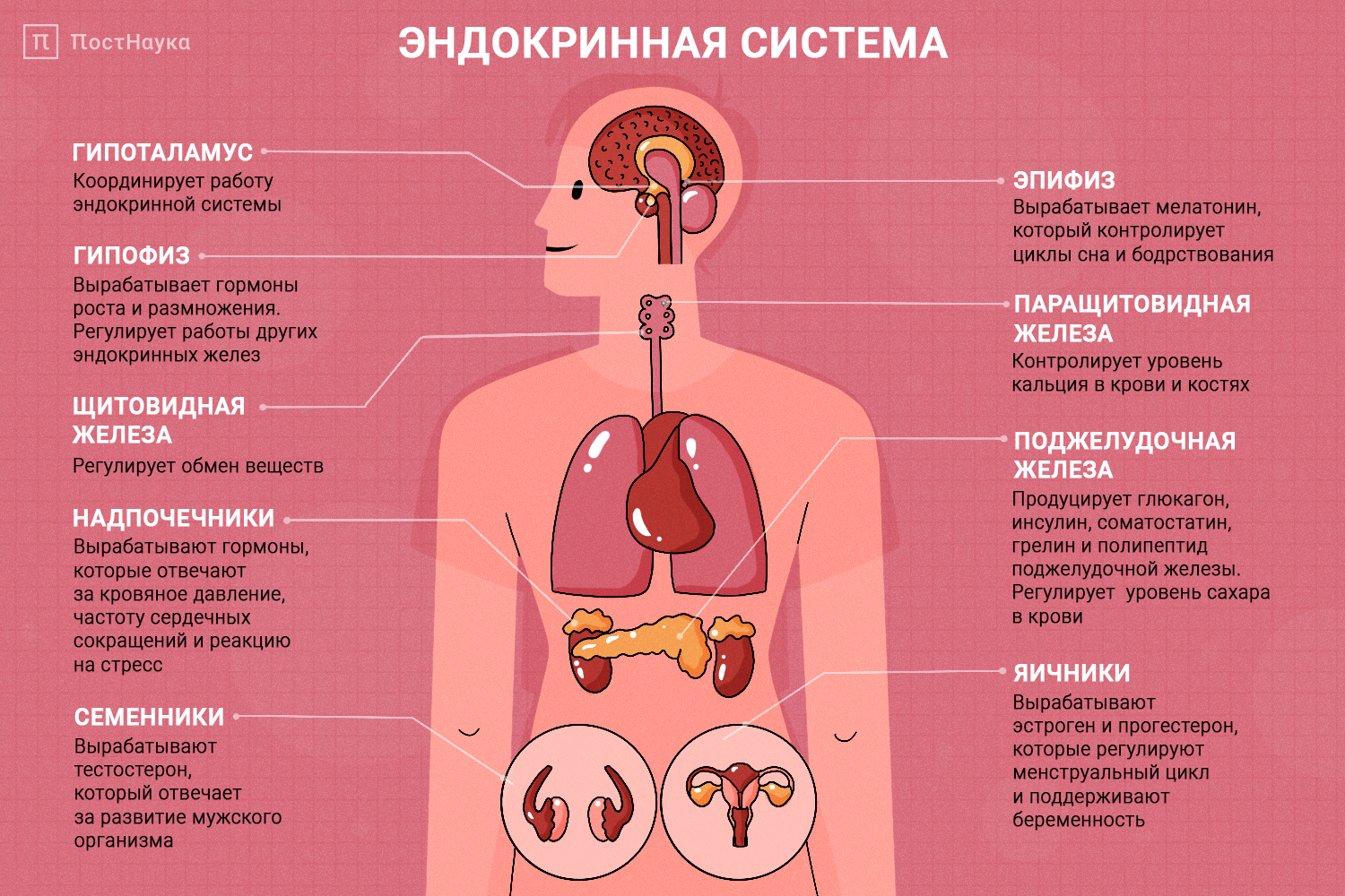 Какие гормоны вырабатывают надпочечники: названия и функции