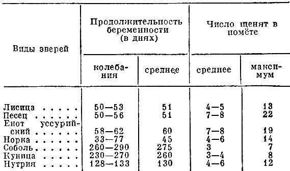 Как ухаживать за беременной кошкой?