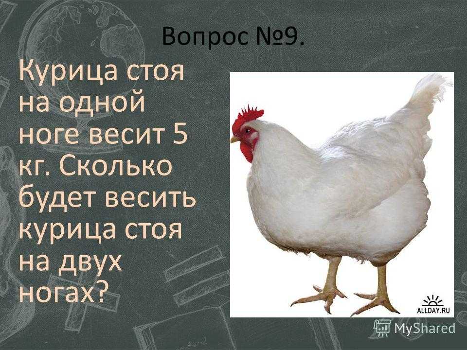 1 курица весит