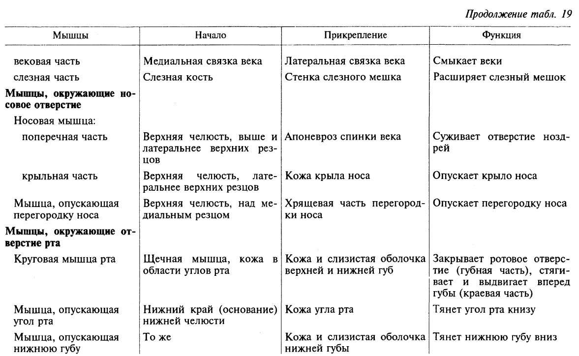 Мышцы тазобедренного сустава и малого таза: строение и функции