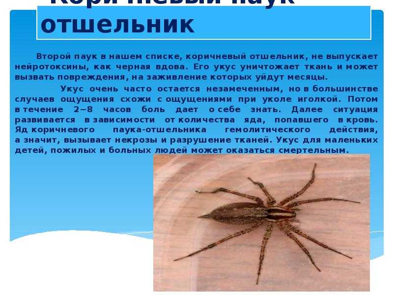 Последствия укусов пауков