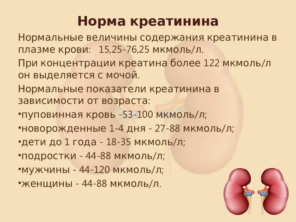 Показатели почек. Креатин в почках норма. Показатели почек креатинин. Показатель креатинина в крови. Креатинин нормальные показатели.